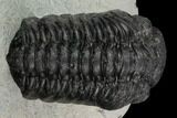 Austerops Trilobite - Visible Eye Facets #119992-1